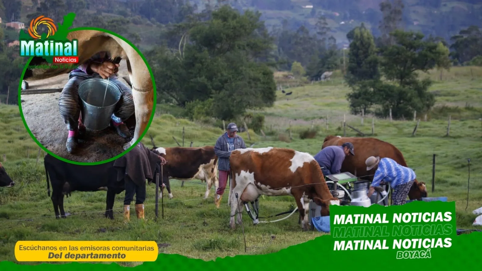Productores lecheros advierten inminente crisis por entrada de leche en polvo sin aranceles del TLC