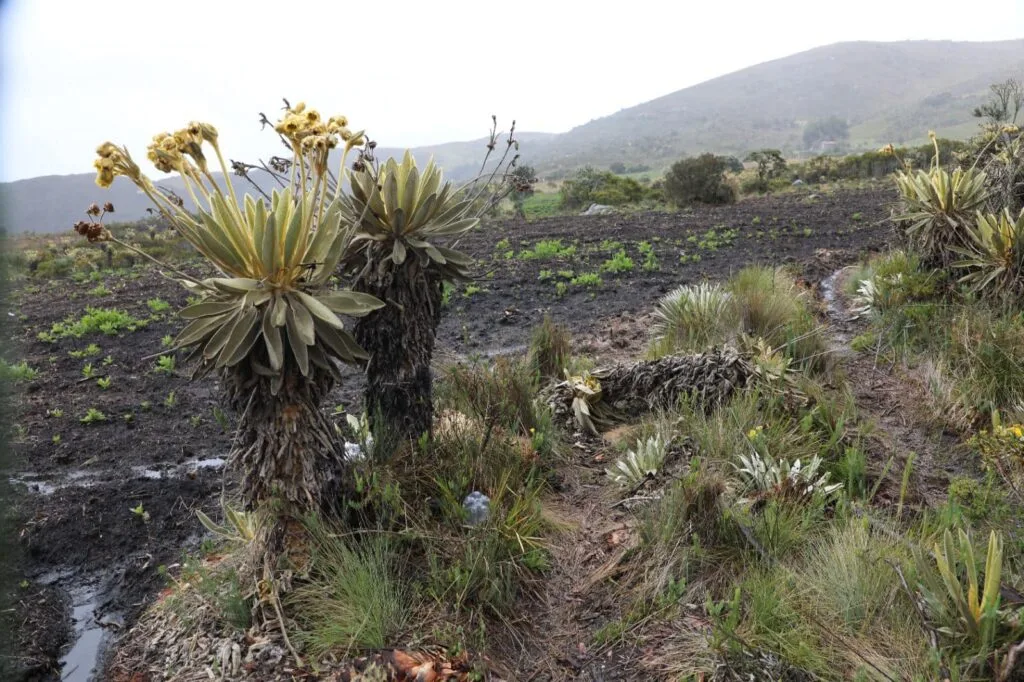 ¡Ecocidio en Boyacá! Cientos de frailejones fueron arrasados en zona rural del municipio de Monguí