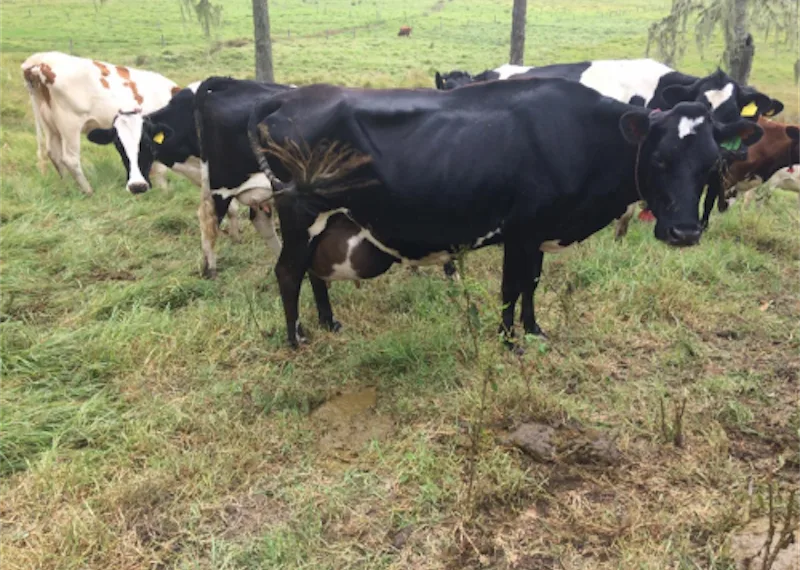 Duro golpe a productores de leche de Caldas por fenómeno del niño