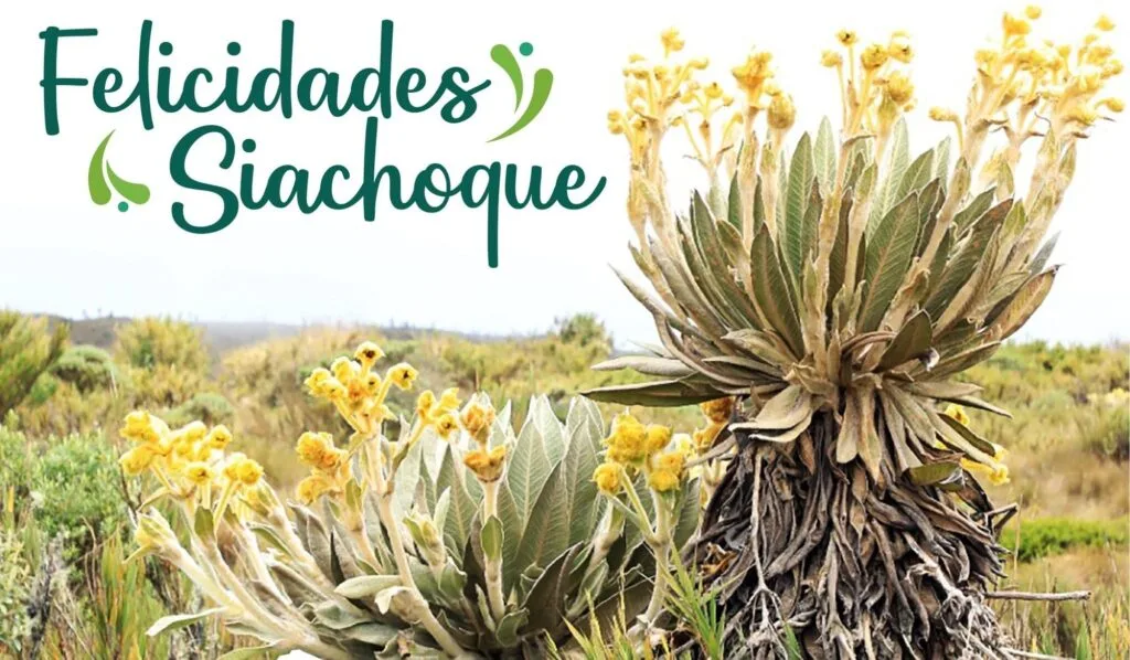 Espeletia en peligro de extinción fue catalogada árbol insignia en Siachoque