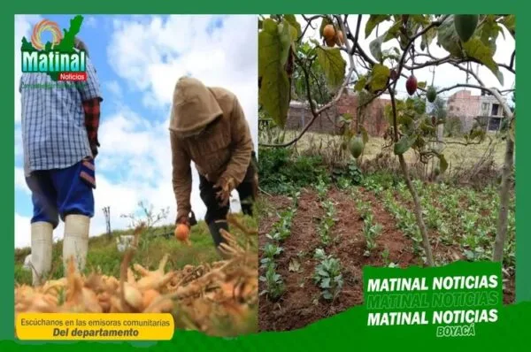 Día Nacional de la Agricultura ¿Cómo está Boyacá en el tema?