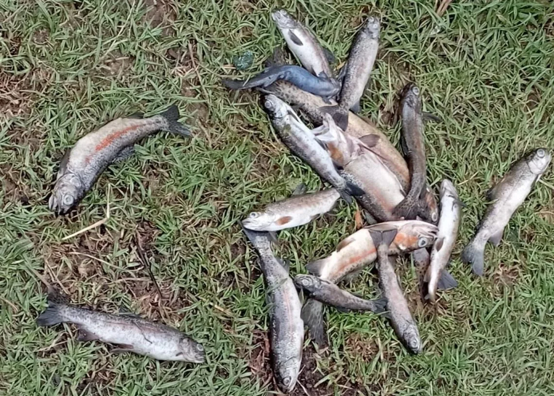Estas serían las causas del deceso de decenas de peces en zona rural de Gámeza