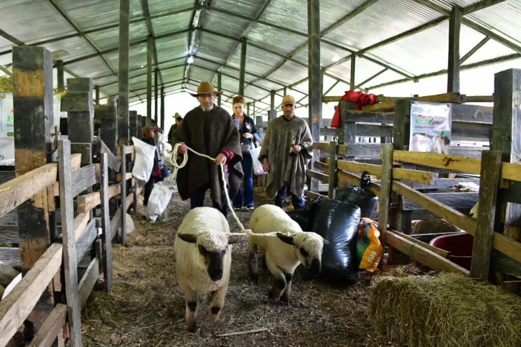 Güicán de la Sierra, epicentro de la primera Agroferia Nacional Ovina Lanar