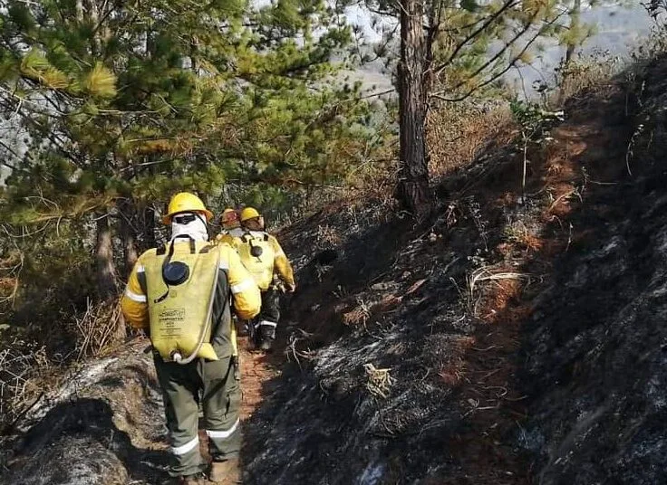 Más de 10 hectáreas afectadas por incendio forestal en Somondoco