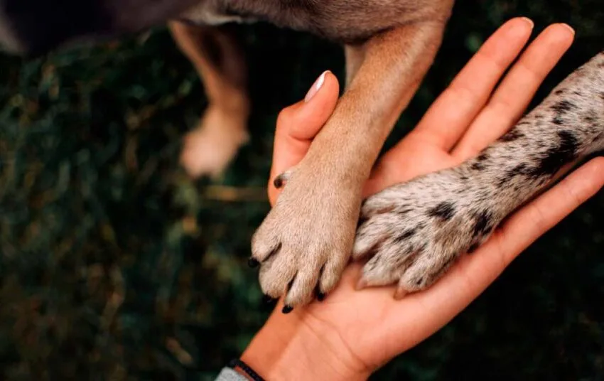 Hombre estranguló a un canino en Paipa delante de su compañera sentimental  y sus dos hijos