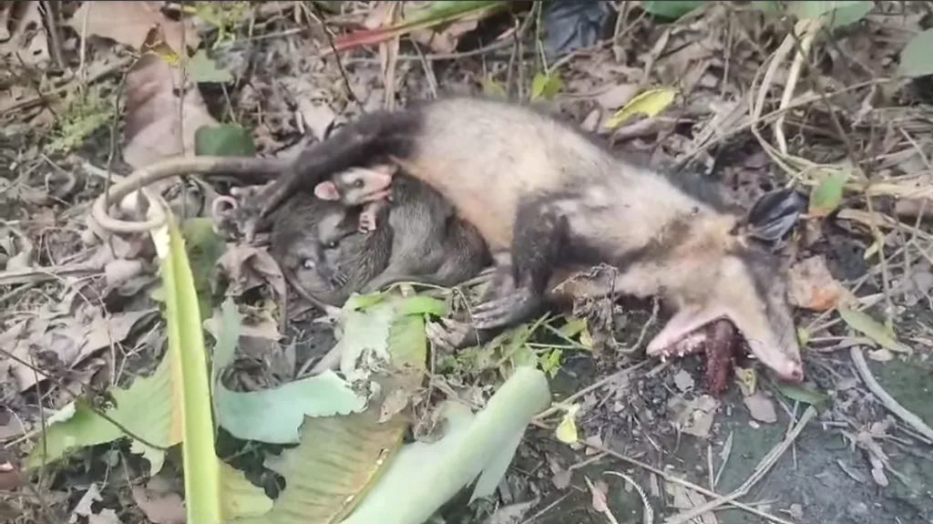 Tragedia en las carreteras de Boyacá: Mueren Zarigüeyas atropelladas en Muzo y Chiquinquirá