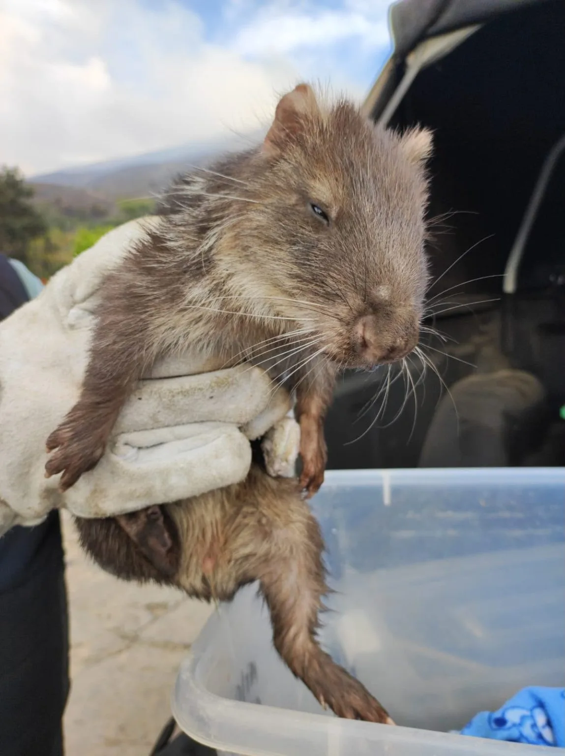 FAUNA SILENCIOSA: EL IMPACTO DEVASTADOR DEL INCENDIO EN LA VIDA SILVESTRE DE VILLA DE LEYVA E IGUAQUE 
