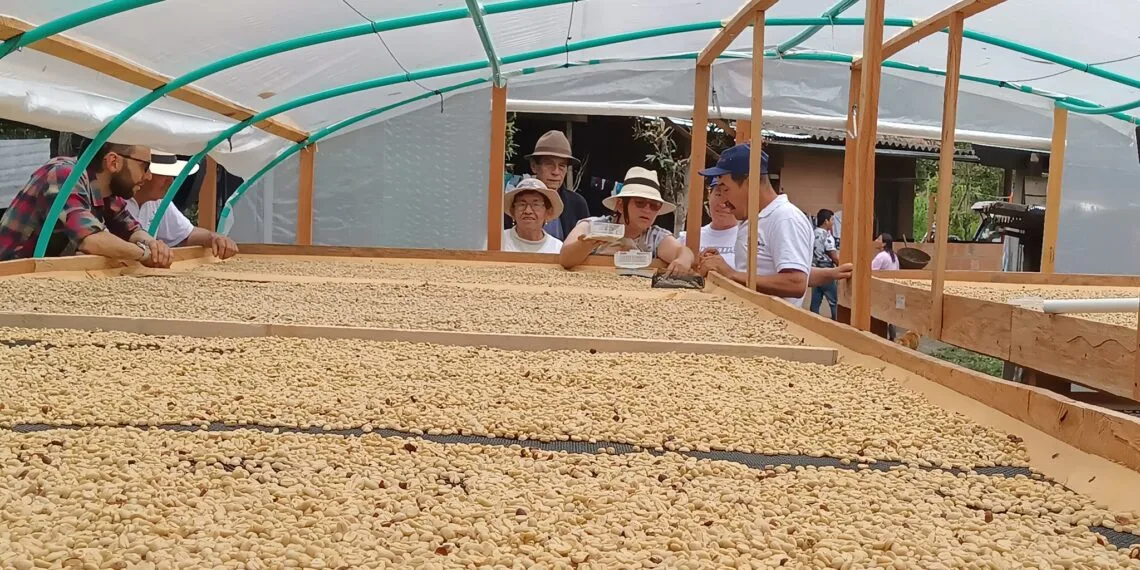 Boyacá y sus campos le apuestan al fortalecimiento del sector cafetero  
