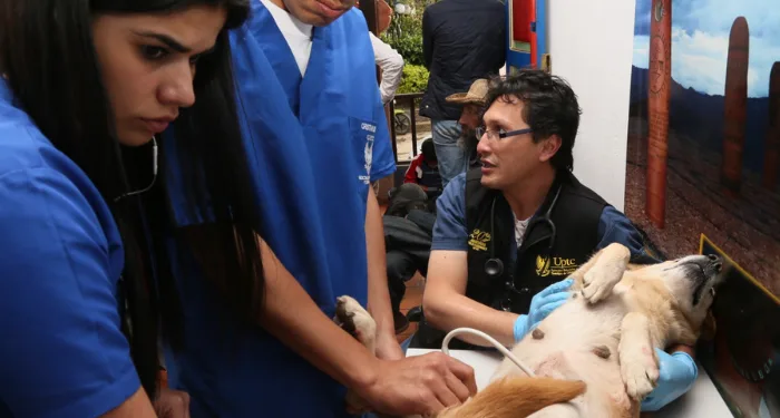 Más de 5.000 perros y gatos serán esterilizados en Boyacá gracias a convenio entre UPTC y Gobernación de Boyacá