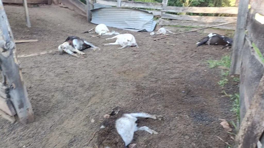 ¿Qué está atacando a los animales en las provincia de Sugamuxi y Tundama? Comunidad está preocupada