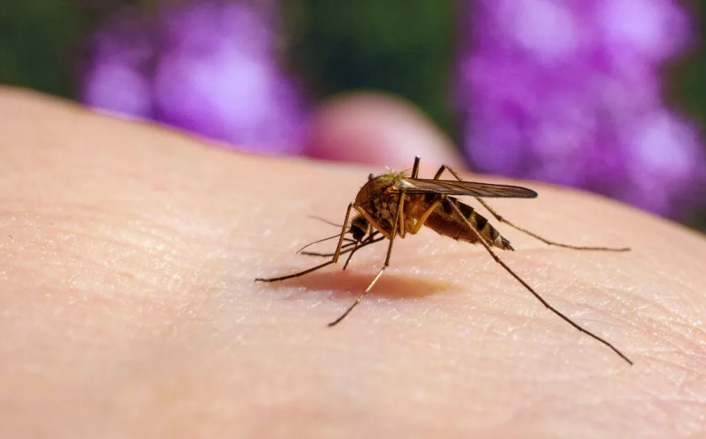 Cubará enfrente pico epidemiológico de malaria. Comunidad  indígena la mayor afectada
