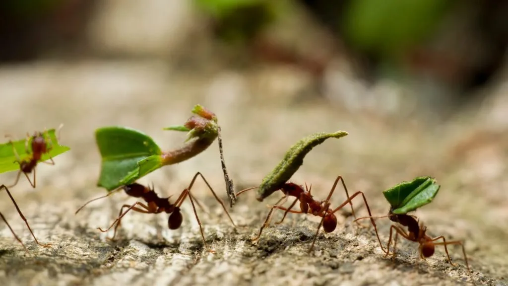 En Maripí le ponen la lupa a la hormiga arriera, especie que viene afectando a los productores de la región