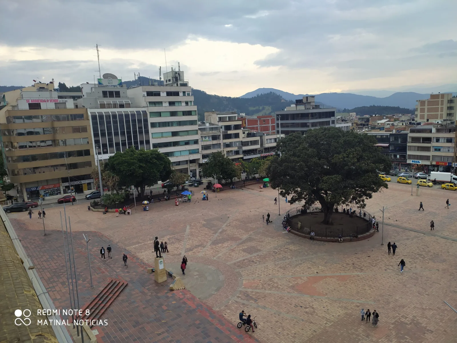 Buscan declarar a la Cedrela de Duitama, “Arbol Patrimonio del Municipio”