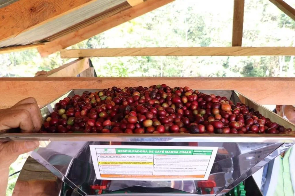 Caficultores del Occidente de Boyacá claman por ayuda ante crisis por el fuerte verano